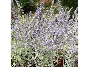 Perovskia atriplicifolia 'Silvery Blue' - Perovskie lebedolistá