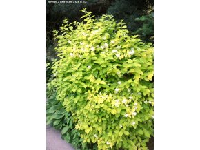 Philadelphus coronarius 'Aureus' - pustoryl věncový, nepravý jasmín