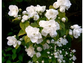 Philadelphus coronarius 'Duplex Gold' - pustoryl věncový, nepravý jasmín