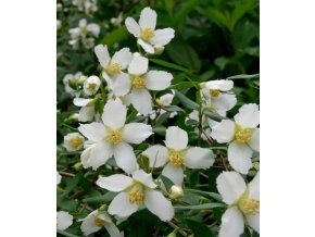 Philadelphus lemonei (x) - pustoryl, nepravý jasmín