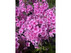Phlox paniculata 'Z naší zahrádky' - plaménka