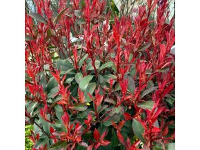 Photinia fraserii (x) 'Little Red Robin' - blýskavka Fraserova