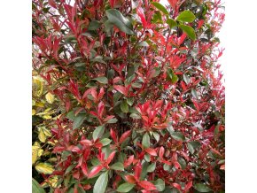 Photinia fraserii (x) 'Robusta Compacta' - blýskavka Fraserova