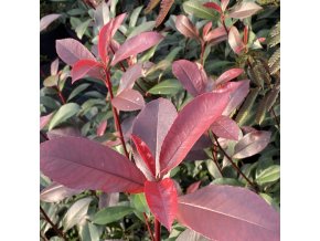 Photinia x fraseri 'Carreé Rouge' - blýskavka Fraserova