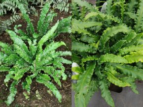 Phyllitis scolopendrium 'Angustifolium' - jelení jazyk