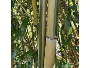 Phyllostachys aureosulcata 'Spectabilis' - bambus