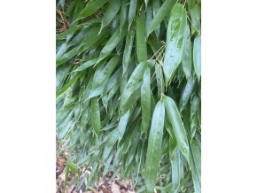 Phyllostachys aureosulcata 'Spectabilis' - bambus