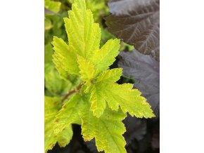 Physocarpus opulifolius 'Cristata' - tavola kalinolistá