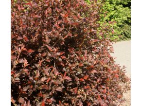 Physocarpus opulifolius 'Diable d'or' - tavola