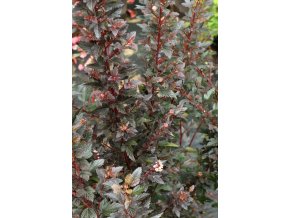 Physocarpus opulifolius 'LITTLE DEVIL' - tavola kalinolistá