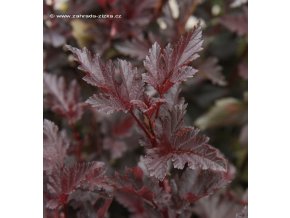 Physocarpus opulifolius 'SUMMER WINE' - tavola kalinolistá