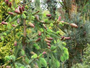 Picea abies 'Acrocona' - smrk ztepilý
