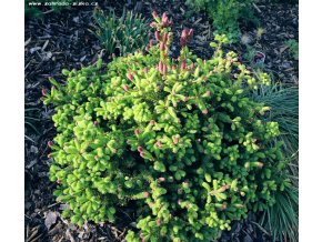 Picea abies 'Acrocona Push' - smrk ztepilý