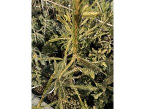 Picea abies 'Aurea Virgata Vanc' - hadí smrk