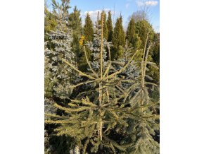 Picea abies 'Aurea Virgata Vanc' - hadí smrk