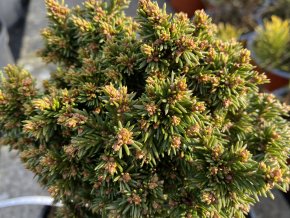 Picea abies 'Cukrák WB' - smrk ztepilý