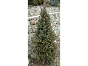 Picea abies 'Cupressina' - smrk ztepilý