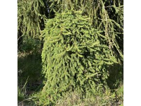 Picea abies 'Frohburg' kmínek - smrk ztepilý
