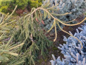 Picea abies 'Frohburg' kmínek - smrk ztepilý