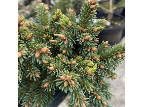 Picea abies 'Chmelda' - smrk ztepilý