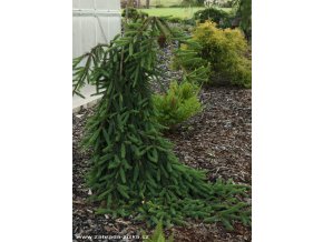 Picea abies 'Inversa' - smrk ztepilý