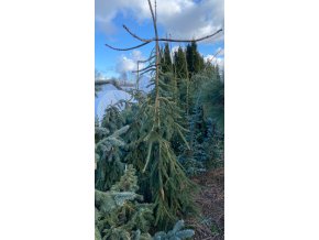 Picea abies 'Inversa Major' - smrk ztepilý