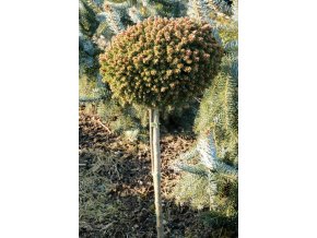 Picea abies 'Kunratice' WB kmínek - smrk ztepilý
