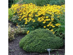 Picea abies 'Little Gem' - smrk ztepilý