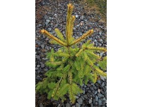 Picea abies 'Magnifica Aurea Select' - smrk ztepilý