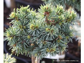 Picea abies 'Paleček' - smrk ztepilý