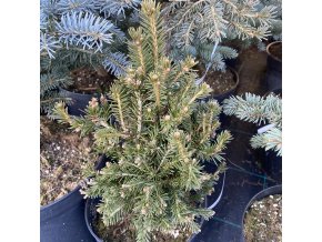 Picea abies 'Pinna' - smrk ztepilý