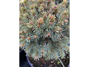 Picea abies 'Podskala WB' smrk ztepilý