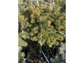 Picea abies Silnice WB