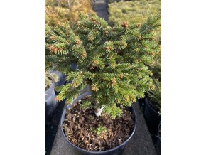 Picea abies 'Suchan' WB - smrk ztepilý