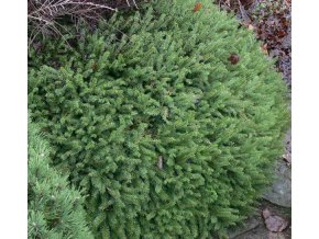 Picea abies 'Tabuliformis' - smrk ztepilý