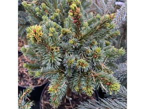 Picea abies 'U Kůrovce WB' - smrk ztepilý