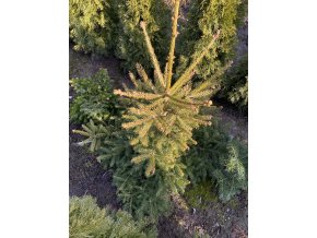 Picea abies 'Uwe' smrk ztepilý