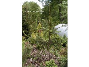 Picea abies 'Viminalis' - smrk ztepilý