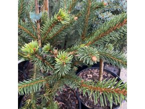 Picea abies 'Virgata Nana' - smrk ztepilý