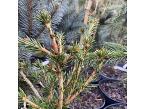 Picea abies 'Virgata Vanc Naháč' - smrk ztepilý