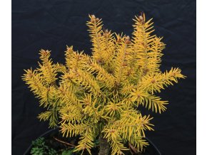 Picea abies 'Yellow Kornell Dwarf' - smrk ztepilý