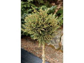 Picea abies 'Zaječice' WB kmínek - smrk ztepilý