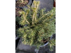 Picea abies 'Tompa Gold' - smrk ztepilý