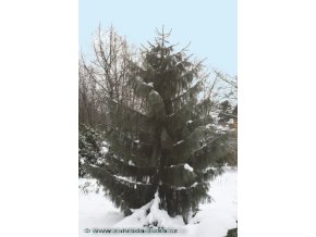 Picea breweriana - smrk Brewerův