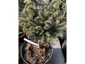 Picea glauca 'Burning Well' - smrk sivý