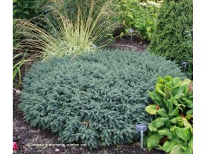 Picea mariana 'Nana' - smrk černý
