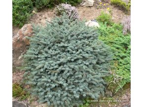 Picea mariorica 'Machala' - smrk