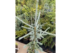 Picea obovata 'Xaverov' - smrk sibiřský