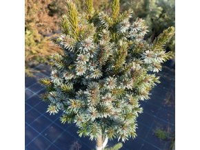 Picea omorika 'Choceň' WB - smrk Pančičův