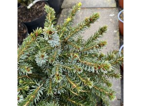 Picea omorika 'Kamenz' - smrk Pančičův